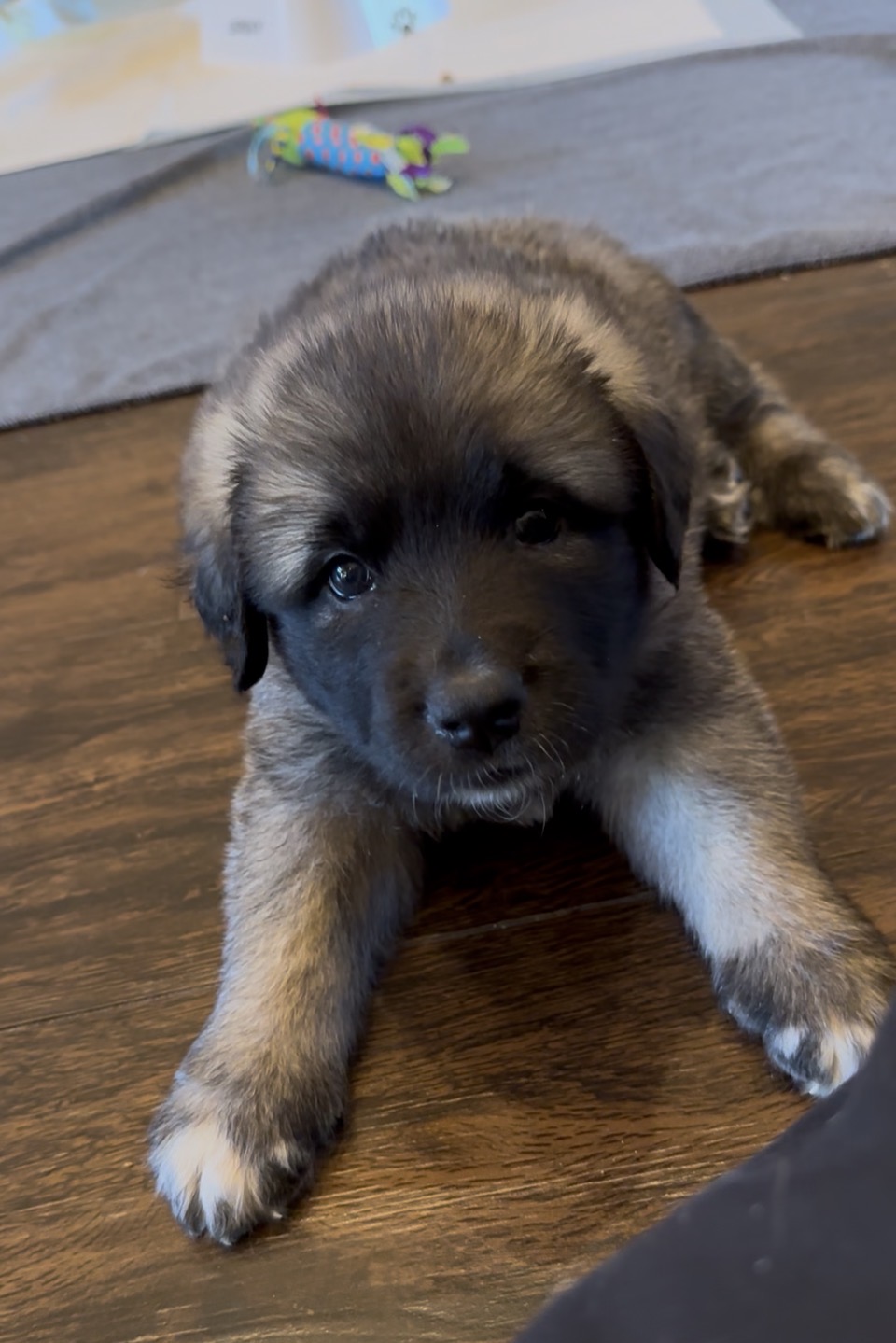 Pippin